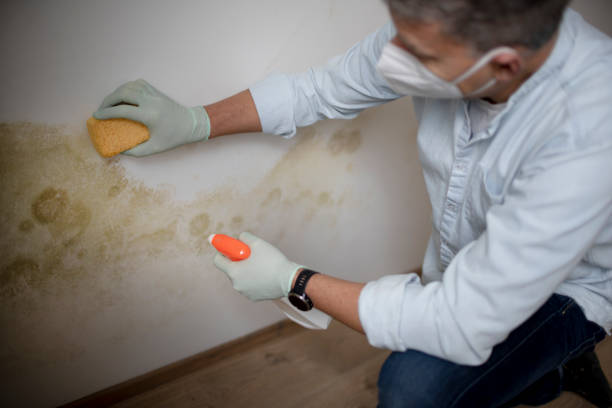 Best Best Mold Removal Companies  in Lipscom, AL
