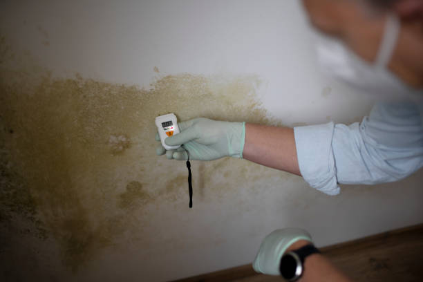 Best Certified Mold Removal  in Lipscom, AL