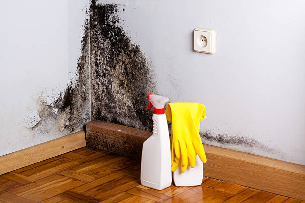 Best Black Mold Removal  in Lipscom, AL